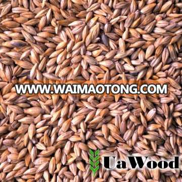 Animal feed barley from Ukraine