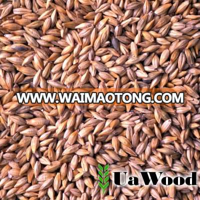 Animal feed barley from Ukraine